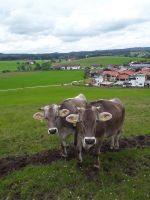 Jungrinder Bio Braunvieh behornt Bayern - Görisried Vorschau