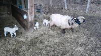 Schafe und lämmer gesucht Nordrhein-Westfalen - Schleiden Vorschau