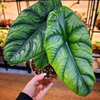 Alocasia Puncak Borneensis Baden-Württemberg - Leinfelden-Echterdingen Vorschau