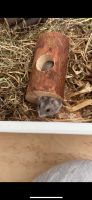 Hamster Männchen zu verkaufen Baden-Württemberg - Rielasingen-Worblingen Vorschau