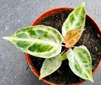 Anthurium Silver Blush Mint Variegata - M26 Hessen - Obertshausen Vorschau