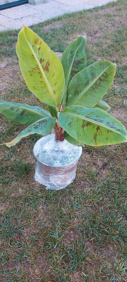 Bananenbaum Bananenstaude Bananenpflanze in Buchen (Odenwald)