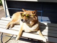 Shiba Inu Treffen im Tierpark Sababurg Pfingstsonntag 19.05.2024 Hessen - Bad Karlshafen Vorschau