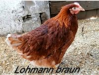 Lohmann Leghorn Hühner Hennen Mecklenburg-Strelitz - Landkreis - Burg Stargard Vorschau
