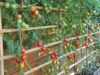 15 Tomatensamen, Baum tomaten bis 4m hoch.......!!! Bayern - Hebertsfelden Vorschau