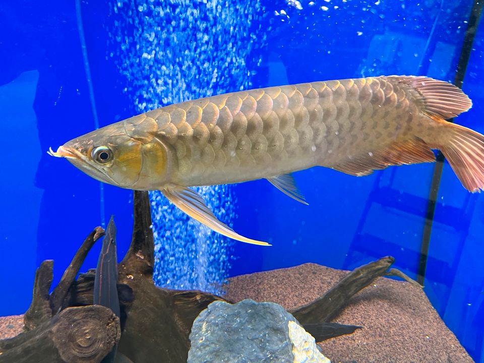 Arowana (Super Red). „ Angebot!!!!“ in Schwarzenbruck