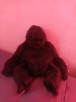 Dakin 1985 Gorilla Affe sehr selten!!!66 cm Plüschtier Niedersachsen - Obernkirchen Vorschau