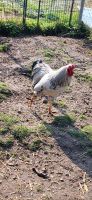 Hähne hühner Nordrhein-Westfalen - Issum Vorschau
