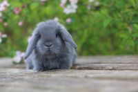 ❤️ NHD Minilop Zwergwidder Zwergkaninchen Kaninchen Hasen Züchter Ludwigslust - Landkreis - Ludwigslust Vorschau