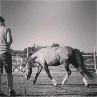 Horsemenship reitbeteiligung ausbildung Liberty Hessen - Calden Vorschau