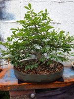 Bonsai - altes Japanisches Pfaffenhütchen - Spindelstrauch 31 J. Bayern - Baunach Vorschau