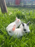 Mehrere und Verschiedene Kaninchen Kr. Altötting - Töging am Inn Vorschau