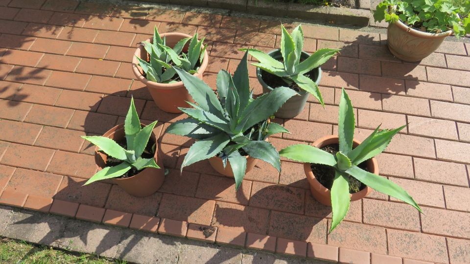 Agave Kaktus mit Topf in Wildeshausen