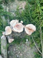 Eibenstämme Bretter Langbogen Stämme Holz Drechseln Hessen - Knüllwald Vorschau