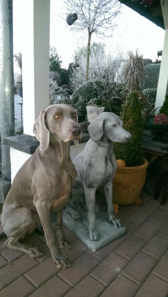 ‼️Pointer Weimaraner Vizsla Kurzhaar Ridgeback Windhund Jagdhund in Düsseldorf