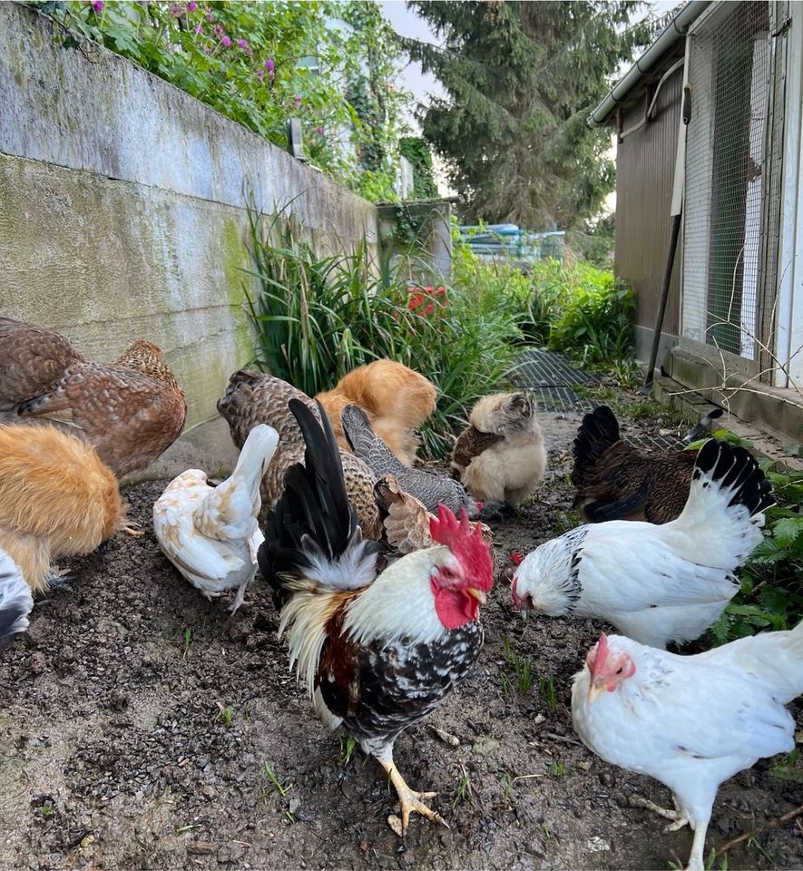 Bruteier Serama Zwerg seidenhuhn Bartzwerg bunte Truppe BE in Benningen