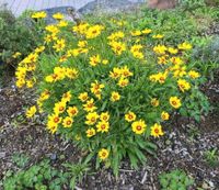 8er Tray Mädchenauge Busch Staude Garten Blumen blühen gelb rot Rheinland-Pfalz - Alpenrod Vorschau