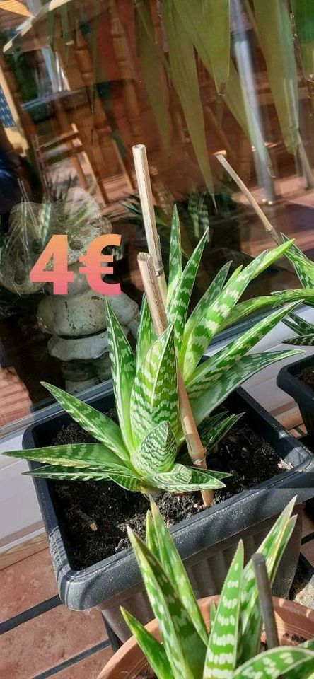 Ableger, eine Art Aloe,  ab 3€, nur Abholung in Mühlingen