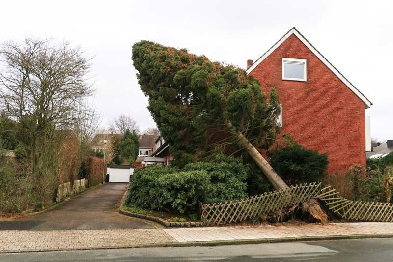 Sturm / Sturmschaden / Baumfällung / Baum in Gnoien