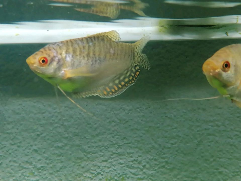 Fadenfisch gelb Trichogaster trichopterus (ca. 8cm) in Offenau