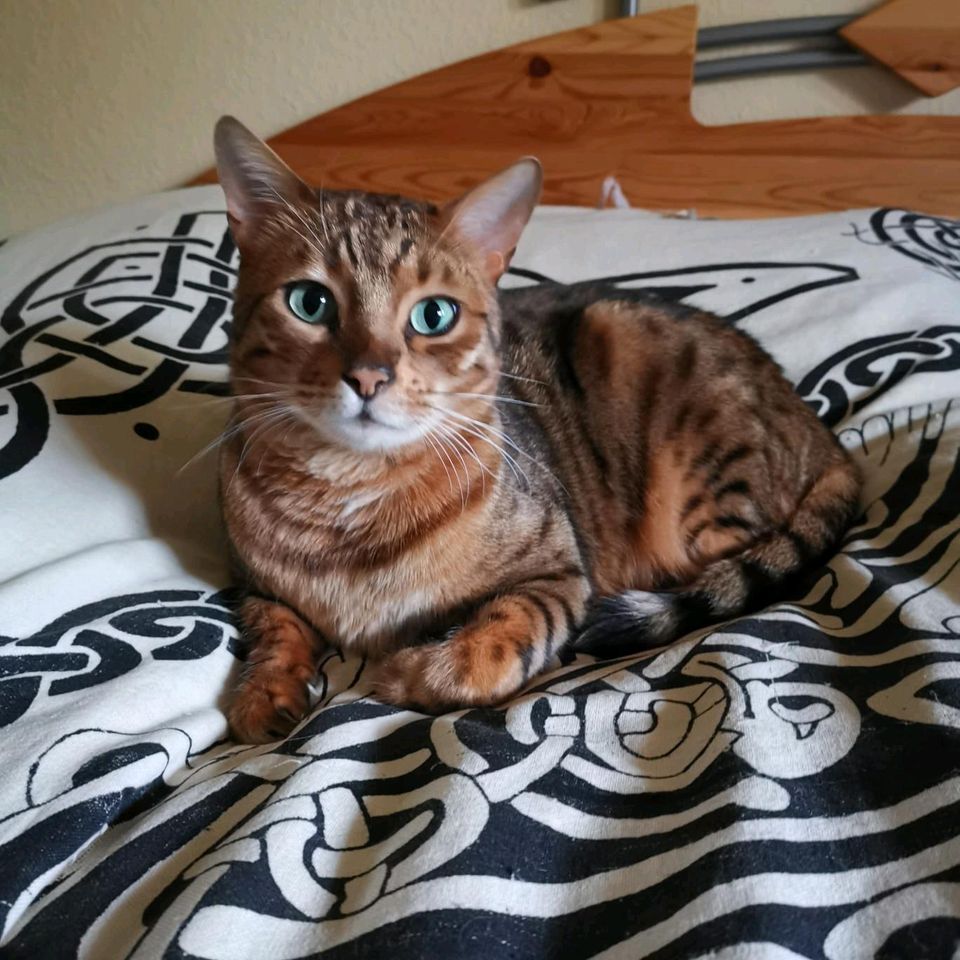 Bengal Kater/ Katze vermisst in Kiel