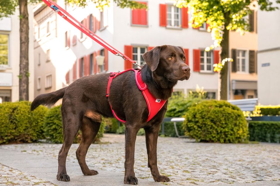 ❤NEUES Hundegeschirr: Belka Comfort Geschirr, von Curli, Halsband in Kelsterbach