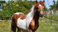 Pony Stute jährling abzugeben Sachsen-Anhalt - Zerbst (Anhalt) Vorschau