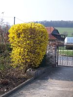 Forsythie Forsythia Blühstrauch Formschnitt gelb blühend Sachsen - Kreischa Vorschau