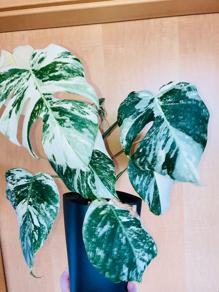 Monstera Variegata in Kelheim