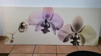 Bild Orchideen ikea Saarland - Heusweiler Vorschau