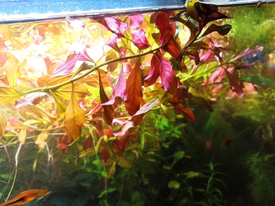 Ludwigia repens x arcuata, Wasserpflanzen in Ludwigsburg