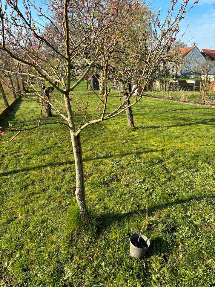 Pfirsichbaum in Kandel