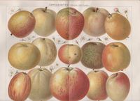 Alte Apfelsorten Lithographie von 1893 Berlin - Wilmersdorf Vorschau