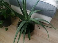 Große Aloe Vera Pflanze Bayern - Altenstadt Vorschau