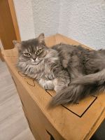 Katze europäisch langhaar drei Jahre alt Essen - Huttrop Vorschau