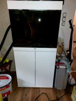 Jewelry Aquarium 120 l, Komplettset, perfekt für Starter! Rheinland-Pfalz - Winterbach Vorschau