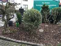 Gartenpflege-Heckenschnitt-Baumschnitt-Baumfällungen Hessen - Wölfersheim Vorschau