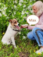 Tierschutz - Max ein anhänglicher junger Rüde sucht eine Familie! Frankfurt am Main - Westend Vorschau
