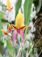 Orchidee - Bulbophyllum bolsteri, aufgebunden Thüringen - Münchenbernsdorf Vorschau