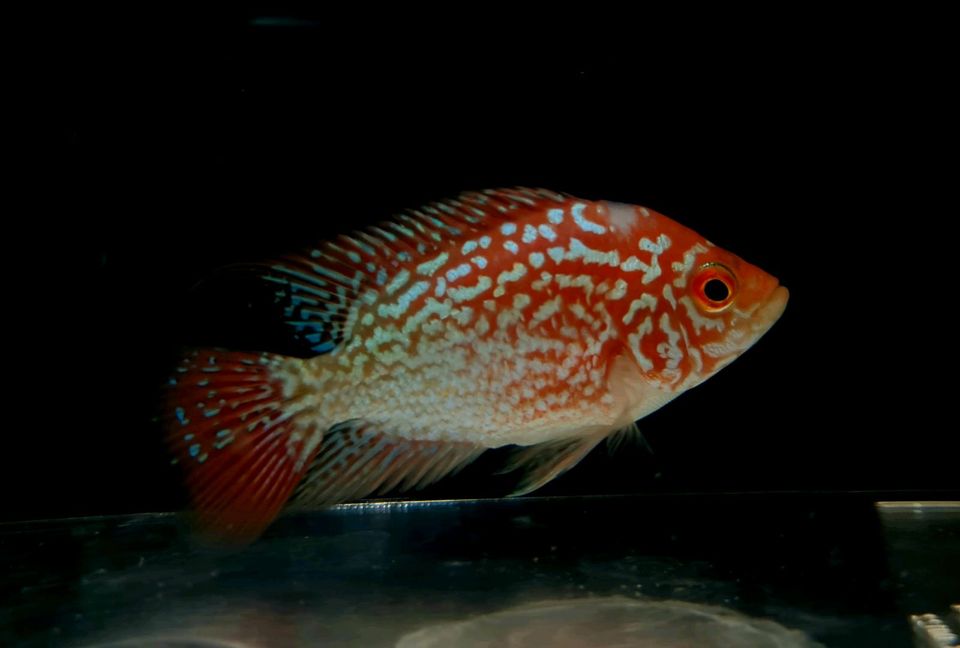 GOLDEN Base Flowerhorn weibchen Nachzucht in Stuttgart