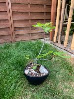 Feige Ficus Carica (Brown Turkey) Bonsairohling Nordrhein-Westfalen - Moers Vorschau