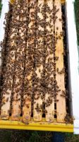 Ableger Dadant Buckfast Bienen Bienenvolk Berlin - Westend Vorschau