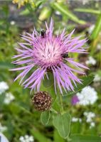 30 Samen Wiesen-Flockenblume, Naturgarten Schmetterling Saatgut Bayern - Baldham Vorschau