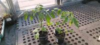 1A Bio Tomaten groß, viele Sorten, Farben, Geschmack, Größen Hessen - Schenklengsfeld Vorschau