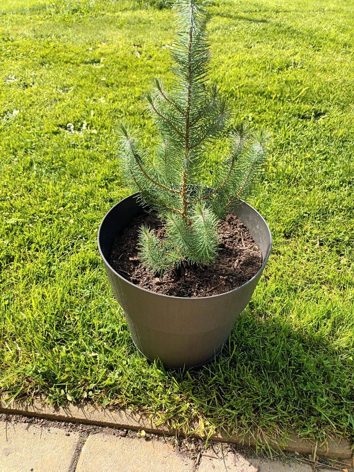 Exotischen Baum abzugeben in Großröhrsdorf