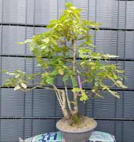 Einheimische Eiche Bonsai Querqus Saarbrücken-West - Klarenthal Vorschau