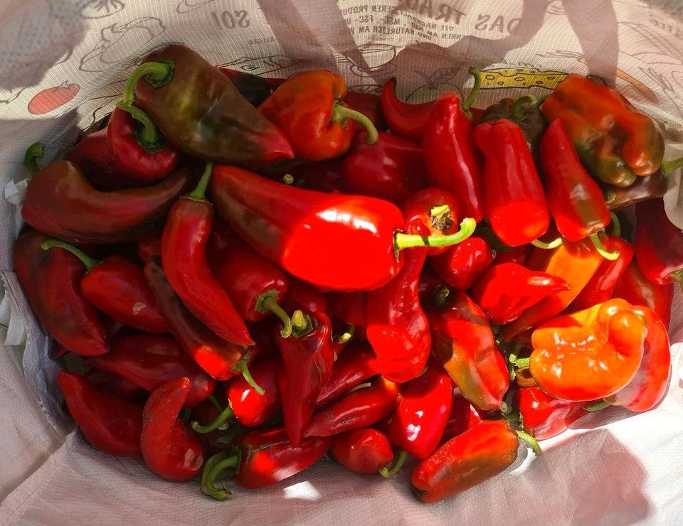 Habanero Thei Lemon Jolokia Scotch Bonnet Chili Sämlinge Pflanzen in Graben-Neudorf