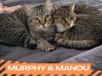 Katzenpaar Murphy und Manou sucht dosenöffnende Kuschler*in Rheinland-Pfalz - Wackernheim Vorschau