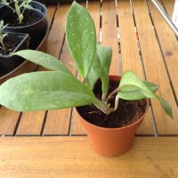 Hoya carnosa Pflanze pink ball im 9 cm Topf Baden-Württemberg - Bad Waldsee Vorschau