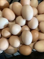 Frische Bio Eier Bayern - Welden Vorschau